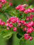Houseplant Prop Hawthorn Houseplant Prop Hawthorn